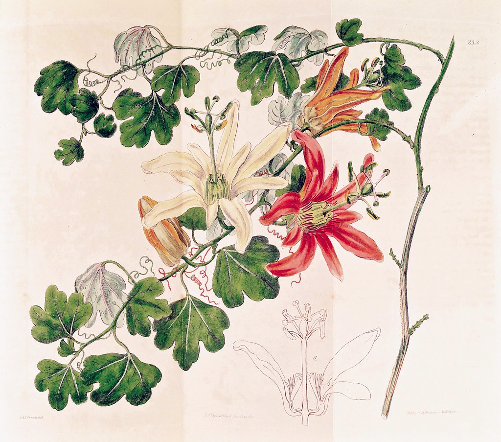 Orange-petaled passion flower, Norfolk Island passionfruit. Passiflora aurantia (1817)